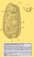 Climacostomum virens (Ehrenberg, 1834) Stein, 1859.