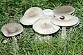 Clitocybe candicans : lames blanches peu décurrentes, chapeau déprimé