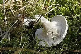 Distinction
Clitocybe rivulosa : lames adnexées, séparées du pied, le sporophore est infundibuliforme
Clitopilus prunulus : lames blanches décurrentes, prolongées le long du pied, sporophore pruineux
Calocybe gambosa : lames adnées, sporophore convexe, pousse au printemps