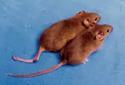 souris