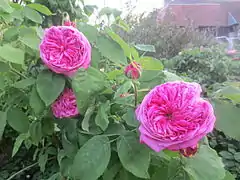 'Yolande d'Aragon'