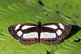Neptis nicoteles