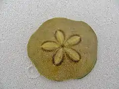 Un Clypeaster humilis rejeté sur une plage aux Maldives.