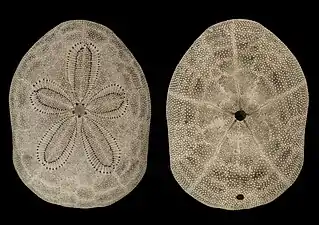 Test de Clypeaster reticulatus (famille des Clypeasteridae).