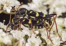 accouplement
