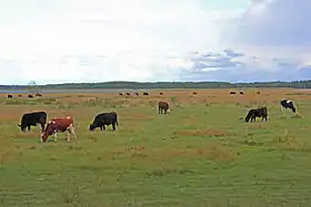 Paysage de Kassari