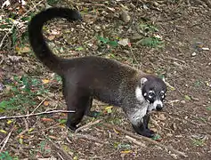 Nasua