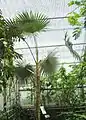 Coccothrinax barbadensis