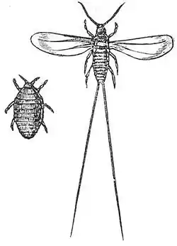 Image illustrative de l’article La Vie des insectes