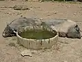 Cochons domestiques au repos.