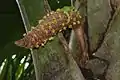 Fleurs mâles de Lodoicea maldivica émergeant d'une inflorescence en forme de chaton