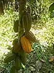Cacaoyer à Ngoulmakong