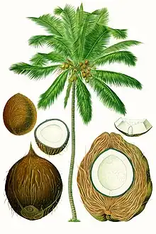 Cocotier