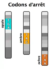 Les trois codons qui arrêtent la traduction de l'ARN messager
