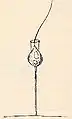 Schéma de Codonosiga botrytis (Choanoflagellata)
