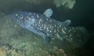 Latimeria chalumnae, un sarcopterygien