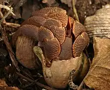 Bernard l'ermite coenobita brevimanus, Ko Miang