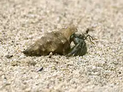 Coenobita rugosus