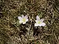 Colchicum alpinum à La Bérarde (Oisans).