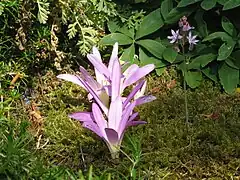 Floraison (été).