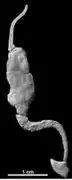 Coleicarpus (Soluta).