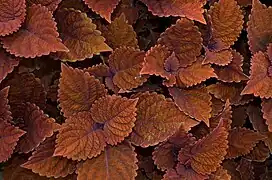 Plectranthus scutellarioides, dans le Norfolk Botanical Garden, Norfolk (Virginie)