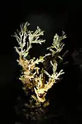 Une magnifique aragonite coralloïde.