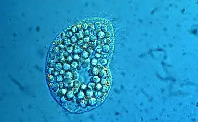 Colpoda inflata.