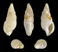 Colubraria tortuosa&nbsp;(nl), un Colubrariidae.
