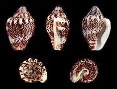 Columbella rustica&nbsp;(en), un Columbellidae.