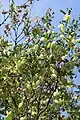 Fructifications