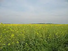 15 mai
