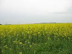 9 mai