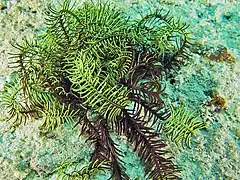 Comanthus gisleni