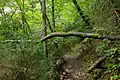 Chemin forestier