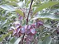 Combretum collinum, fruits.
