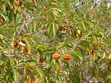 Feuilles et fruits