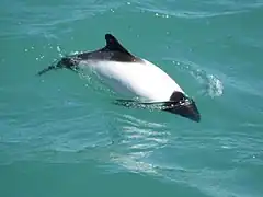 Cephalorhynchus commersonii