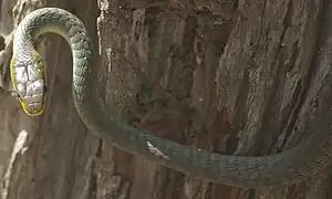 Dendrelaphis punctulatus