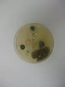 Bioaérosol