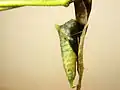 Chrysalide