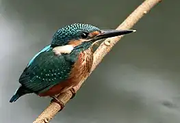 Martin-pêcheur d'Europe.