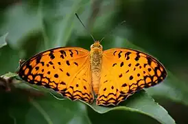 Phalanta phalantha