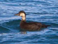 Melanitta nigra