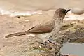 Bulbul des jardins.
