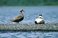 Eider