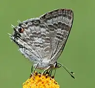 Anthene definita