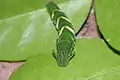 La chenille de Polyura athamas