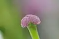 Pistil.