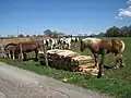 Photo couleur de vaches et chevaux réunis dans un enclos.